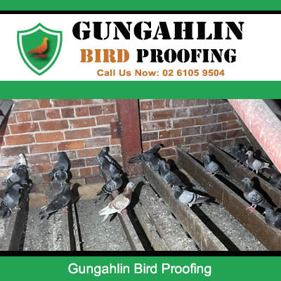 Pigeon infestation problem on residential gutters requiring bird proofing services in Gungahlin